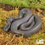African File Snake For Sale - Underground Reptiles