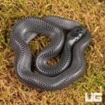 African File Snake For Sale - Underground Reptiles