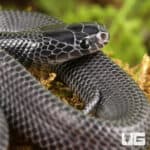 African File Snake For Sale - Underground Reptiles