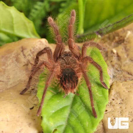 Blondi Goliath Birdeater Tarantula For Sale - Underground Reptiles