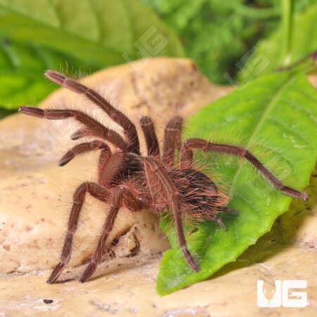 Blondi Goliath Birdeater Tarantula For Sale - Underground Reptiles