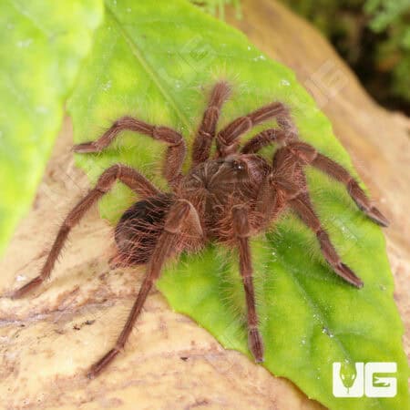 Blondi Goliath Birdeater Tarantula For Sale - Underground Reptiles