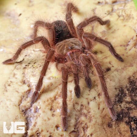 Blondi Goliath Birdeater Tarantula For Sale - Underground Reptiles