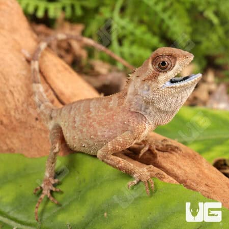 Brown Pricklenape For Sale - Underground Reptiles