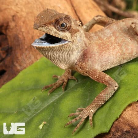 Brown Pricklenape For Sale - Underground Reptiles