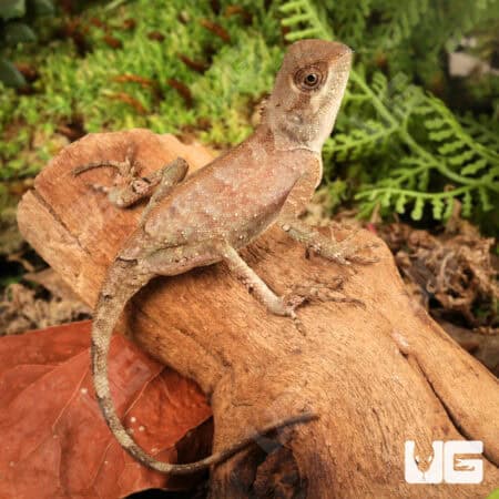 Brown Pricklenape For Sale - Underground Reptiles
