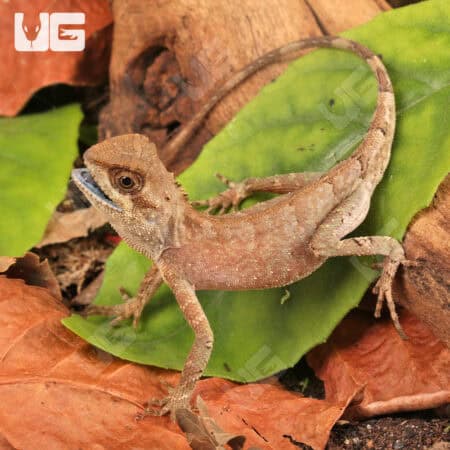 Brown Pricklenape For Sale - Underground Reptiles