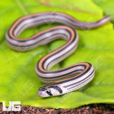 Baby Striped Kukri Snakes for sales For Sale - Underground Reptiles