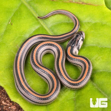 Baby Striped Kukri Snakes for sales For Sale - Underground Reptiles