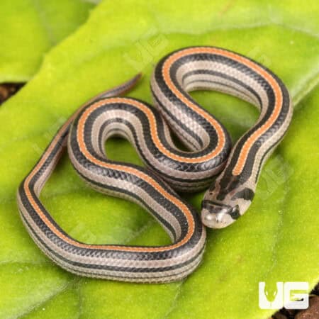 Baby Striped Kukri Snakes for sales For Sale - Underground Reptiles