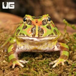 Camo Pacman Frogs For Sale - Underground Reptiles