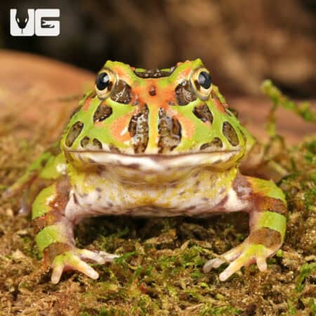 Camo Pacman Frogs For Sale - Underground Reptiles
