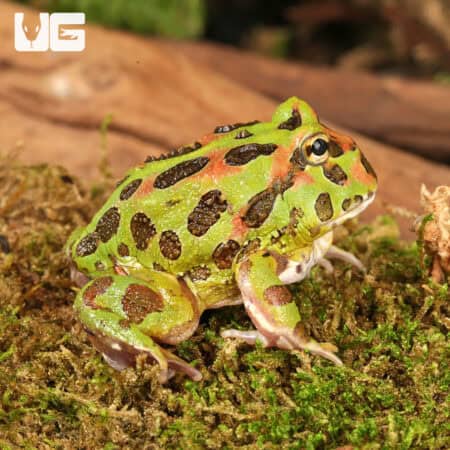 Camo Pacman Frogs For Sale - Underground Reptiles