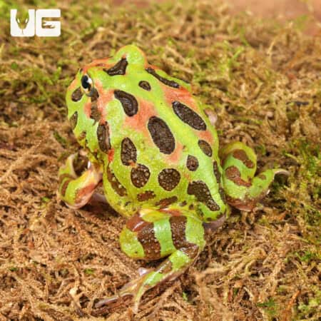 Camo Pacman Frogs For Sale - Underground Reptiles