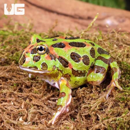 Camo Pacman Frogs For Sale - Underground Reptiles
