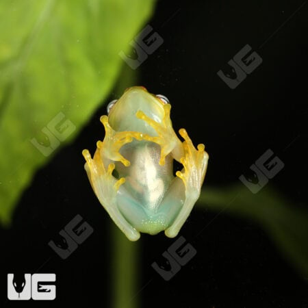 Central Bright Eyed Frog (Boophis luteus) For Sale - Underground Reptiles