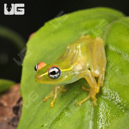 Central Bright Eyed Frog (Boophis luteus) For Sale - Underground Reptiles