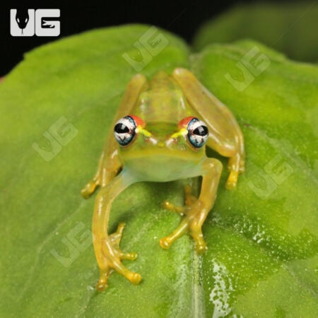 Central Bright Eyed Frog (Boophis luteus) For Sale - Underground Reptiles