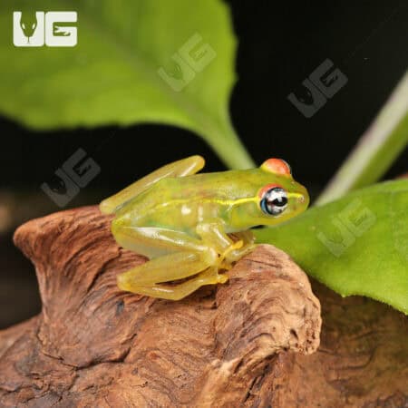 Central Bright Eyed Frog (Boophis luteus) For Sale - Underground Reptiles