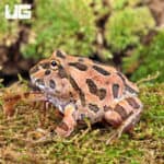 Coffee Pacman Frogs For Sale - Underground Reptiles