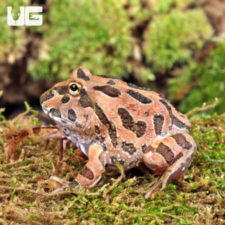 Coffee Pacman Frogs For Sale - Underground Reptiles