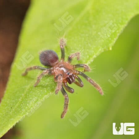 Costa Rican Tiger Rump Tarantula (Davus fasciatus) For Sale - Underground Reptiles