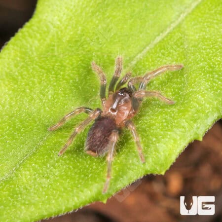 Costa Rican Tiger Rump Tarantula (Davus fasciatus) For Sale - Underground Reptiles