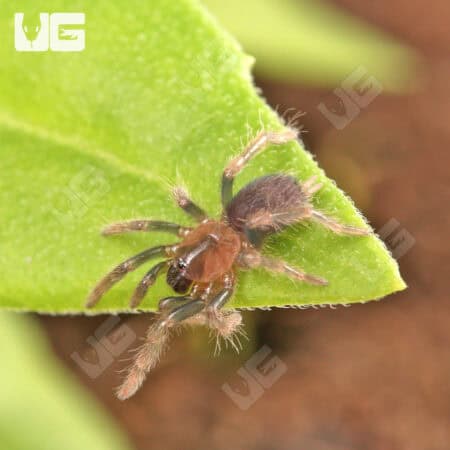 Juvenile Costa Rican Tiger Rump Tarantula crawling on a green leaf.