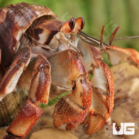 Ecuadorian Hermit Crab (Coenobita compressus) For Sale - Underground Reptiles