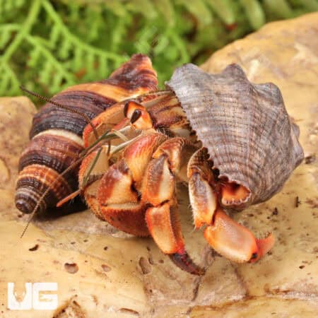 Ecuadorian Hermit Crab (Coenobita compressus) For Sale - Underground Reptiles
