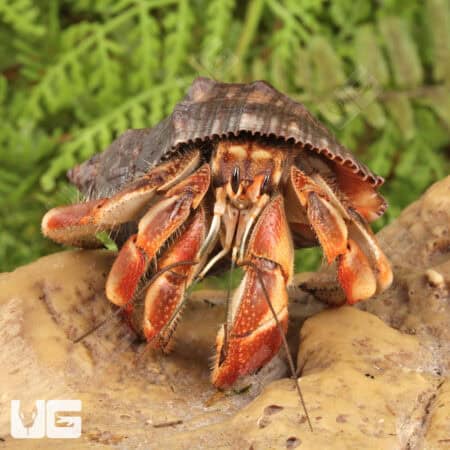Ecuadorian Hermit Crab (Coenobita compressus) For Sale - Underground Reptiles
