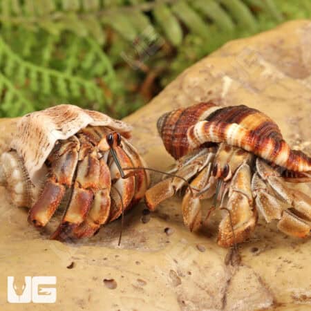 Ecuadorian Hermit Crab (Coenobita compressus) For Sale - Underground Reptiles
