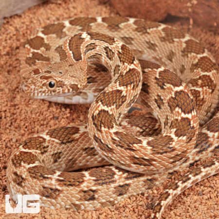 Egyptian Diadem Rat Snake For Sale - Underground Reptiles