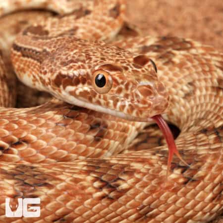 Egyptian Diadem Rat Snake For Sale - Underground Reptiles