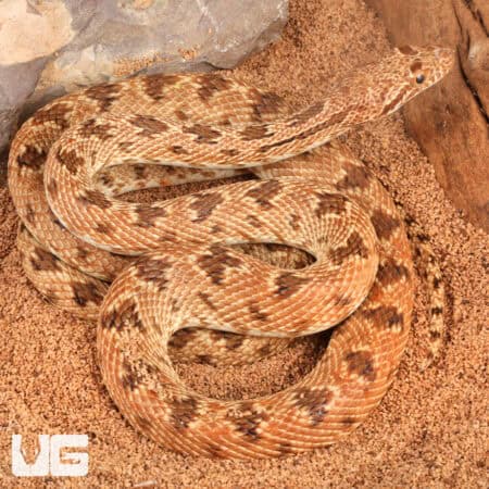 Egyptian Diadem Rat Snake For Sale - Underground Reptiles