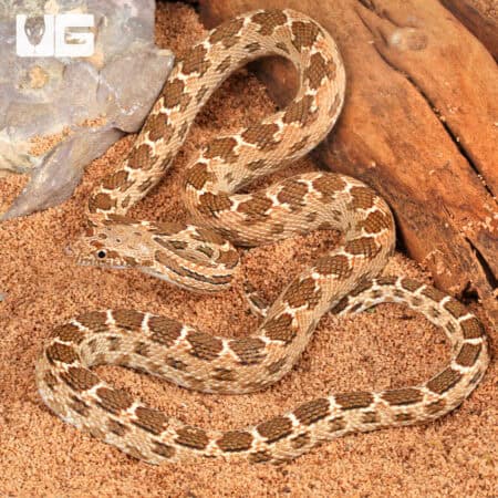 Egyptian Diadem Rat Snake For Sale - Underground Reptiles