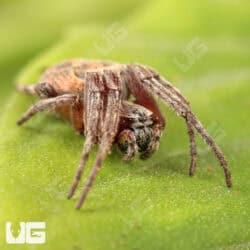 Farrow Orb Weaver Spider for sale - Underground Reptiles