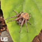 Farrow Orb Weaver Spider for sale - Underground Reptiles