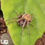 Farrow Orb Weaver Spider for sale - Underground Reptiles