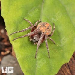 Farrow Orb Weaver Spider for sale - Underground Reptiles