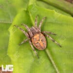 Farrow Orb Weaver Spider for sale - Underground Reptiles