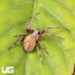 Farrow Orb Weaver Spider for sale - Underground Reptiles