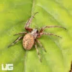 Farrow Orb Weaver Spider for sale - Underground Reptiles