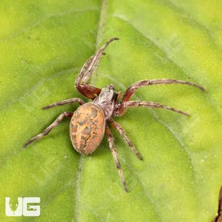 Farrow Orb Weaver Spider for sale - Underground Reptiles