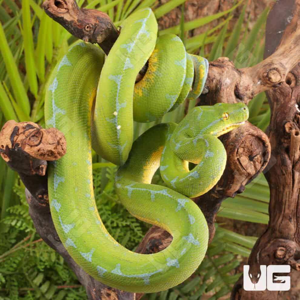 Green Tree Pythons For Sale - Underground Reptiles