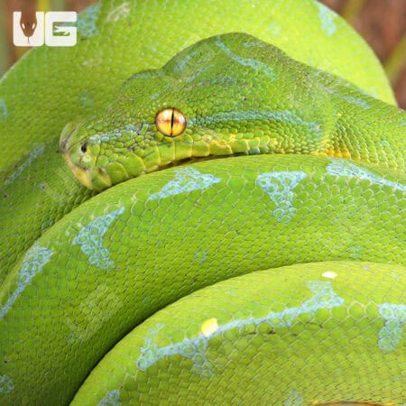 Manakwari Green Tree Pythons For Sale - Underground Reptiles