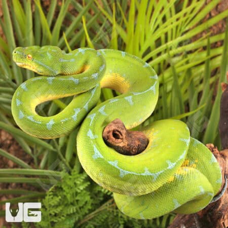 Manakwari Green Tree Pythons For Sale - Underground Reptiles