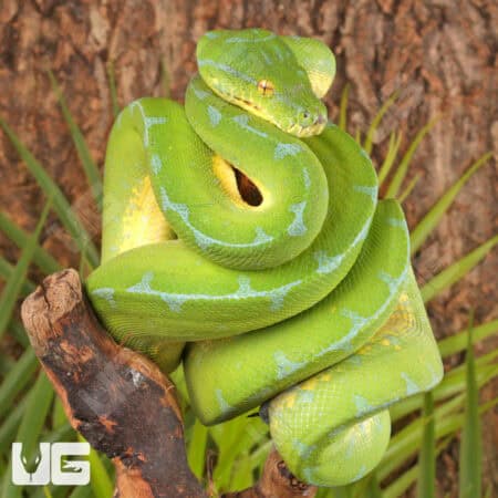 Manakwari Green Tree Pythons For Sale - Underground Reptiles