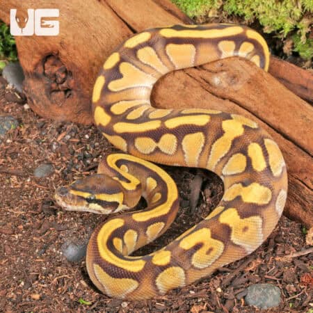 Baby Ghost Enchi Mojave Ball Python (Python regius) For Sale - Underground Reptiles