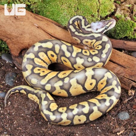 Baby Male Ghost Super Pastel Ball Python (Python regius) For Sale - Underground Reptiles